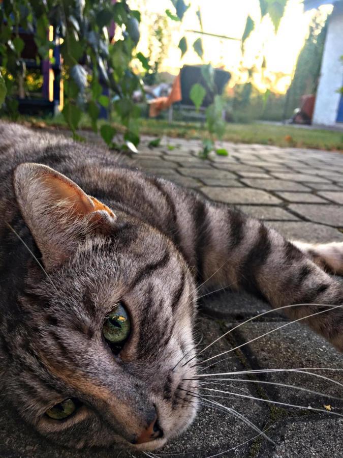 皮什Cat Stone别墅 外观 照片