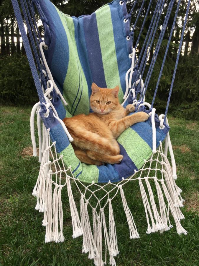 皮什Cat Stone别墅 外观 照片