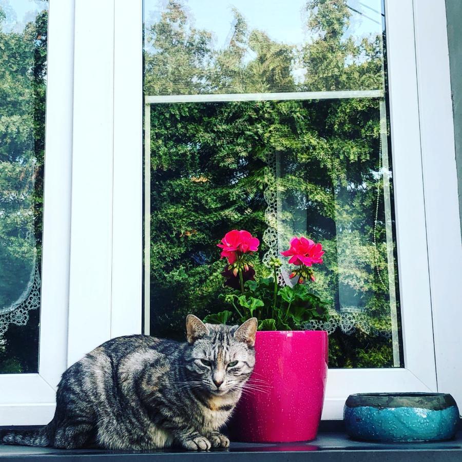 皮什Cat Stone别墅 外观 照片
